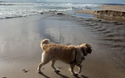 Càmpings pet friendly a l’Empordà