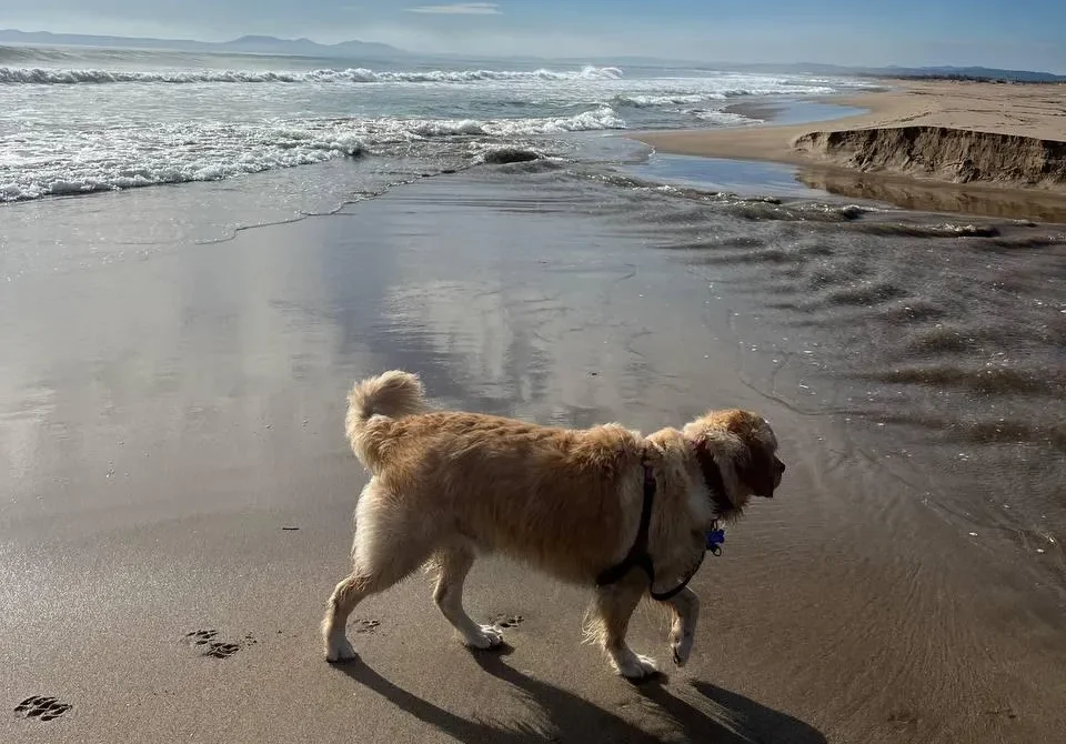 Càmpings pet friendly a l’Empordà