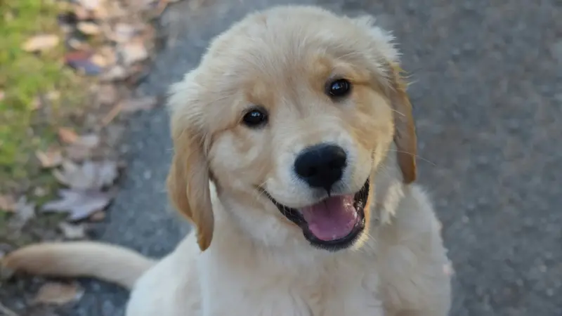 Inscripció al registre